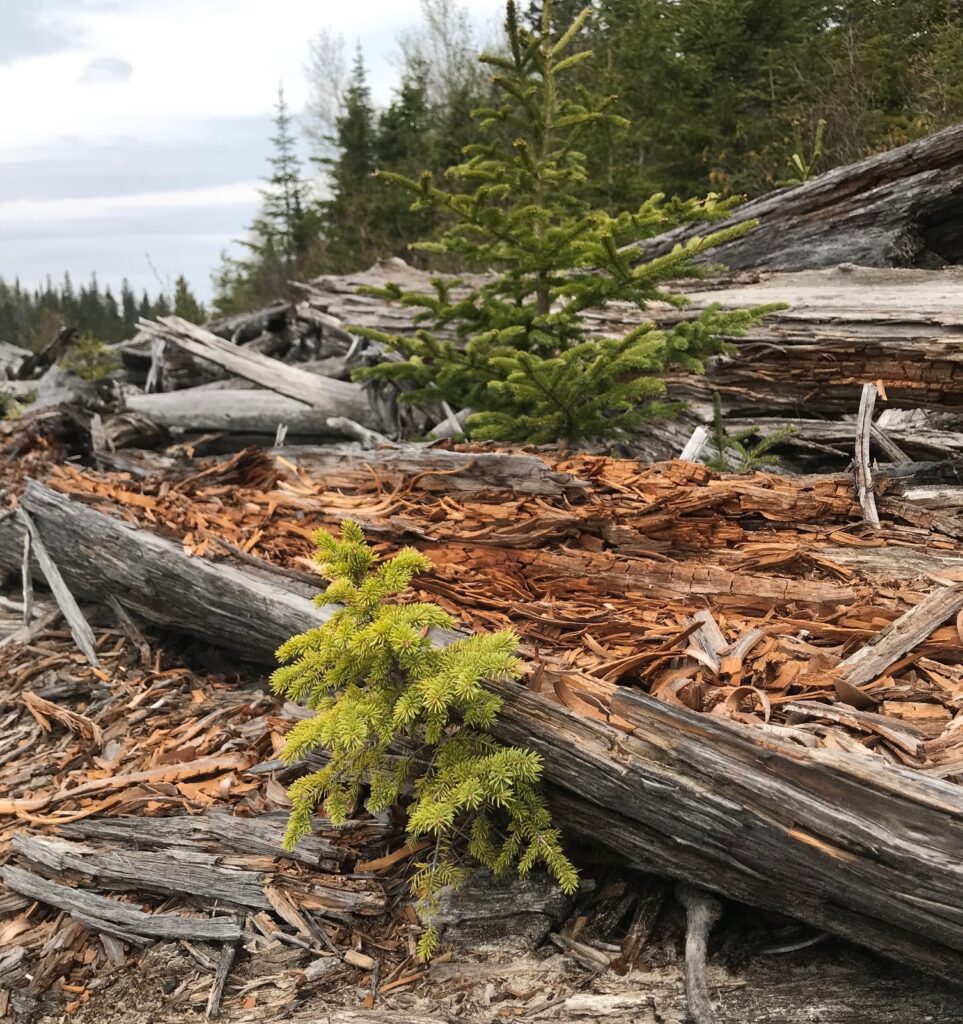 Large driftwood along Horseshoe Bay in Pukaskwa National Park.