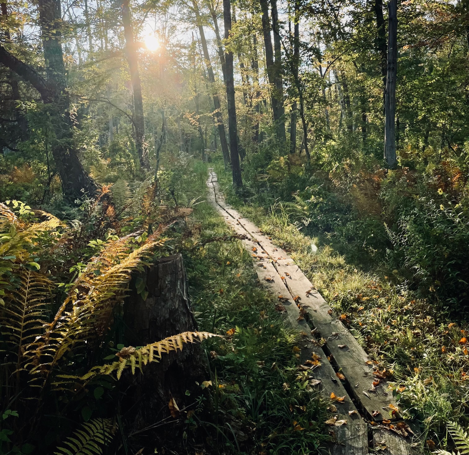 Michigan, hors chemin: summer 2025 favourites